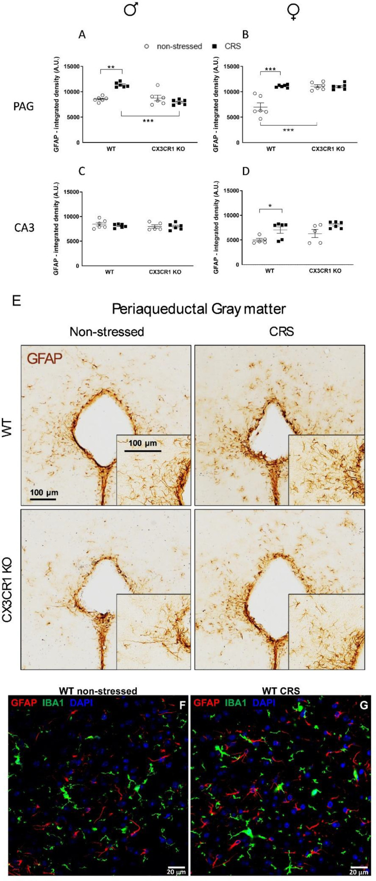 Effects of chronic restraint stress (CRS) on glial fibrillary acidic protein (GFAP) integrated density in different stress- and pain-related brain regions of male and female wild-type (WT) and CX3CR1 knock-out (KO) mice; in the periaqueductal gray matter (PAG) (A, B) and hippocampus Cornu Ammonis 3 (CA3) (C, D). Data are presented as mean +/- SEM, animals with individual plots (n=6/group). Two-way analysis of variance (ANOVA), followed by Tukey's tests; *p<0.05, **p<0.001, ***p<0.0001 vs. indicated groups. Representative images show the GFAP+ astrocyte cells in PAG in male mice (E) Representative images of astrocyte-microglia interactions of the PAG in control and stressed WT male animals. Confocal images show microglia- and (green) astrocyte processes (red) contacting in the PAG of control (F) and after CRS (G) WT animals. (Figure 4.)