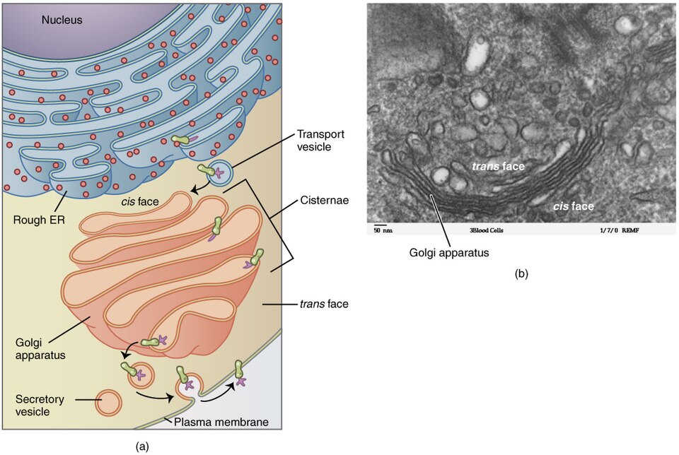 A labelled diagram of the cis-to-trans stack beside a transmission electron micrograph of a real Golgi, with the cis and trans faces marked and a 50 nm scale bar.