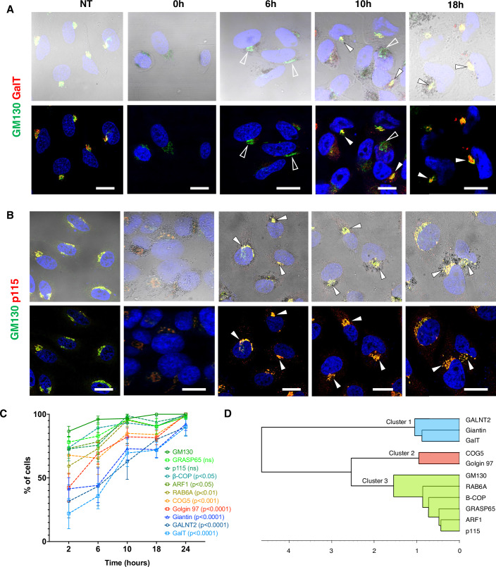 Dynamics of Golgi resident proteins in the newly forming Golgi units. ManII-HRP-expressing HeLa cells were incubated with DAB and H2O2 to cross-link the preexisting (old) Golgi and fixed for IF either immediately or after incubation with fresh medium for 2, 6, 10, or 24 h. DAB-treated and non-treated (NT) cells were stained for GM130 (green) and another Golgi marker (red), as indicated.
