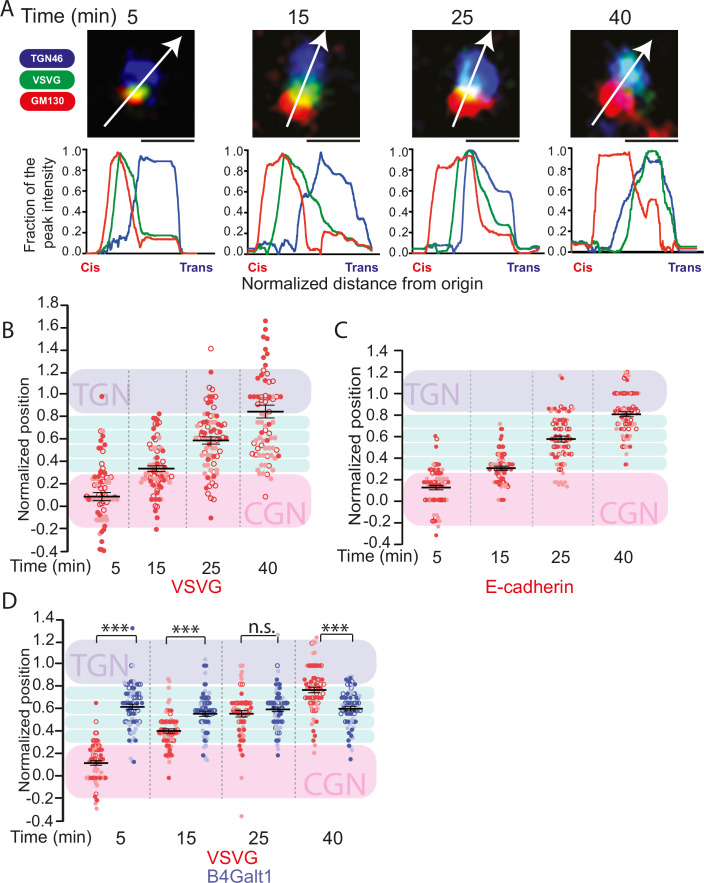 Cargoes move vectorially from cis- to trans-Golgi. (A) HeLa cells were transfected with VSVG-GFP-RUSH constructs overnight and then treated with nocodazole (33 uM) for 3 h at 37 degrees C. Biotin was then added to cells and at indicated times the cells were fixed and stained for GM130 and TGN46 to mark the cis- and trans-Golgi, respectively. The relative position of the cargo with respect to GM130 and TGN46 was measured.