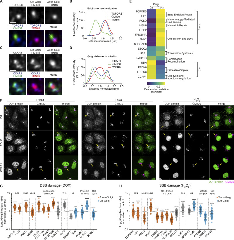 Systematic analysis of Golgi–nuclear DDR proteins localization. (A–D) Golgi-cisternal localization analysis of Golgi–nuclear DDR proteins. HeLa-K cells were treated with nocodazole (33 μM, 3 h), fixed, and stained with antibodies against the cis -Golgi marker GM130, the trans -Golgi marker TGN46, and DDR proteins. An enlarged view of a single isolated mini-stack stained for TOPORS (A) and CCAR1 (C