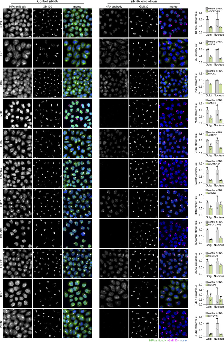 Representative images of HeLa-K cells stained with antibodies against DDR proteins and the Golgi marker, GM130. Cells were treated with a control or an siRNA against the protein of interest to validate the specificity of the antibody. The changes in intensity measurements in the Golgi and nuclear compartment were quantified (n = 2 for all proteins except for POLQ, which had n = 1, biologically independent experiments with at least 200 cells analyzed for each treatment). Scale bar, 10 μm. (human (HeLa-K cells); Figure S1, full figure.)