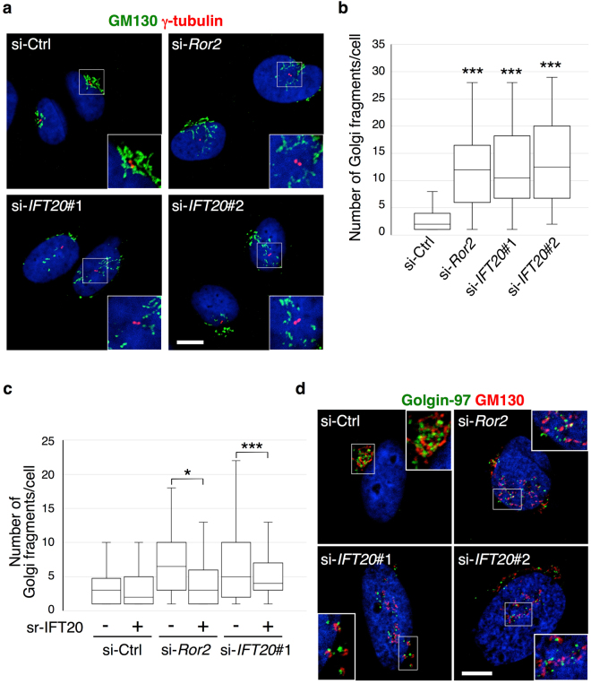 IFT20 is required for assembly of the Golgi apparatus. (a) SaOS2 cells transfected with the indicated siRNAs were stained with antibodies against GM130 and gamma-tubulin to visualize the cis-Golgi and centrosome (centriole pair), respectively, and counterstained with DAPI (blue). Insets show magnified images of boxed regions. Scale bar, 10 um. (b) Number of Golgi fragments per cell was quantified