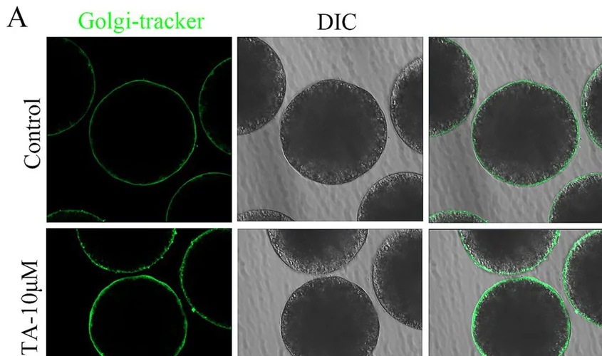 OTA disturbs vesicular transport from Golgi apparatus in porcine oocytes. (A) The Golgi fluorescence staining showed that the fluorescence of treatment group was significantly higher than the control group. Green, Golgi apparatus. Bar = 40 um.