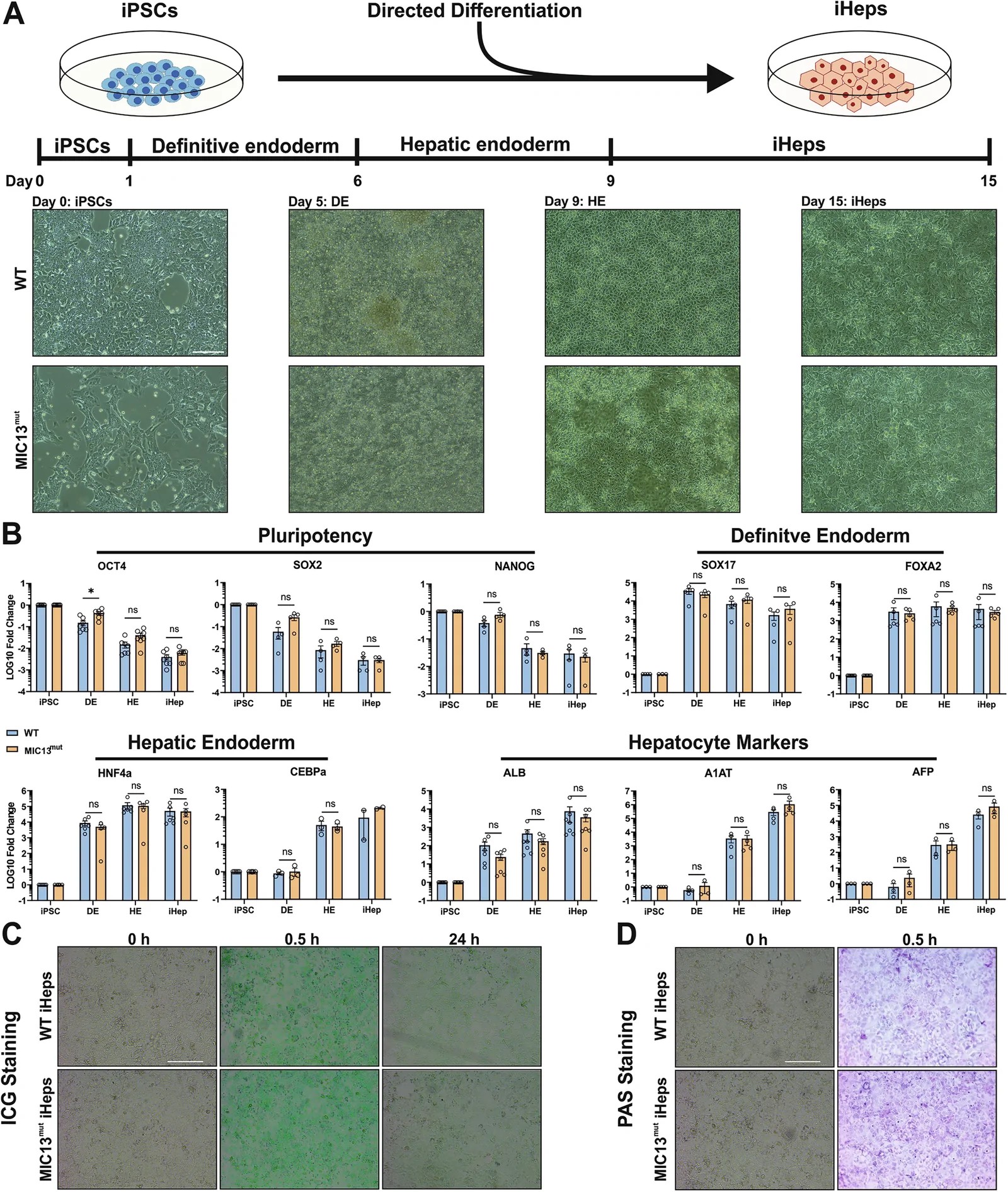 Morphology of human iPSC-derived hepatocytes (iHeps) during differentiation. Undifferentiated iPSC (Day 0) display oval/round shape; definitive endoderm (DE) and hepatic endoderm (HE) at intermediate stages; iHeps at Day 15 adopt characteristic polygonal morphology indicating successful hepatocyte differentiation. Both wild-type (WT) and MIC13-mutant cells shown. (human (iPSC-derived hepatocytes, patient-derived MIC13-mutant and WT lines); Figure 1, A.)