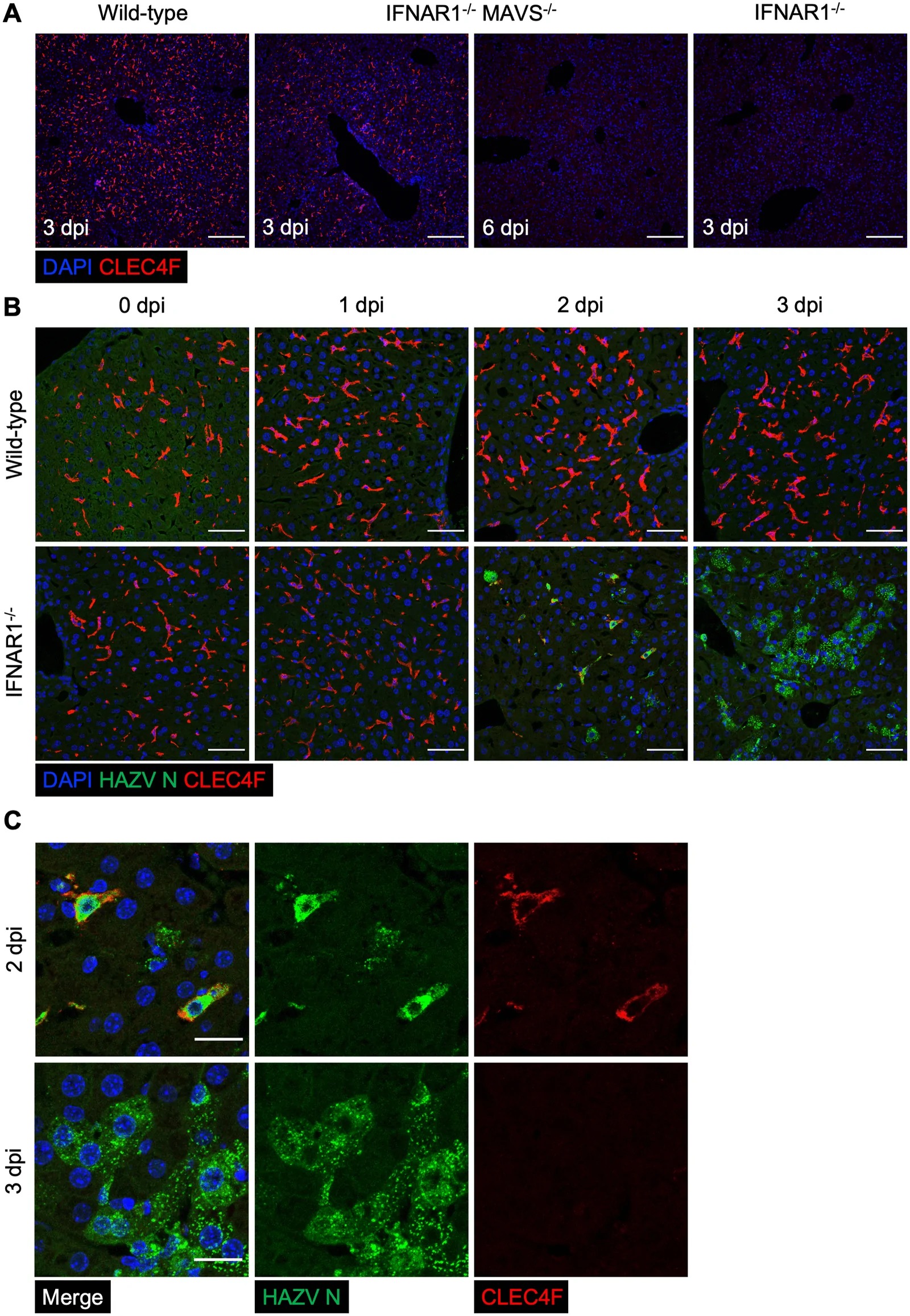 HAZV replication triggers Kupffer cell loss following HAZV infection. (A) Representative immunostaining images of liver sections from HAZV-infected wild-type, IFNAR1-/- and IFNAR1-/- MAVS-/- mice at the indicated time points. Scale bar: 200 um. (B) Representative immunostaining images of liver sections from wild-type and IFNAR1-/- mice at the indicated time points. Scale bars: 50 um. (C) Enlarged images of liver sections from IFNAR1-/- mice shown in (B). Scale bars: 20 um. (mouse (wild-type, IFNAR1-/-, IFNAR1-/- MAVS-/- mice; liver sections at multiple time points following Hazara virus HAZV infection); Fig 4.)