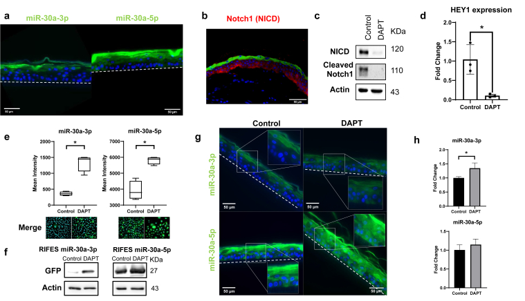 The inhibition of the Notch pathway increases miR-30a activity. (a) Representative images of reconstructed epidermises obtained using RIFES miR-30a-3p or miR-30a-5p primary keratinocytes. The green fluorescence corresponds to GFP, and the blue fluorescence corresponds to nuclei labeled with DAPI. The limit of the epidermis is indicated by a dotted line. Bar = 50 mm. (b) Immunofluorescence labeling of Notch 1 (denoted as NICD) in a skin biopsy (female abdominal skin, young adult). The red fluorescence corresponds to Notch1, the green fluorescence corresponds to loricrin, and the blue fluorescence corresponds to nuclei labeled with DAPI. Bar = 50 mm. (c) Western blot analysis of Notch1 (denoted as NICD), cleaved Notch1, and actin in HPKs treated or not by DAPT. (d) HEY1 transcript relative expression analysis by qRT-PCR in HPKs treated or not by DAPT (mean +/- SD, n = 3, * P < .05 t-test P-value). (e) Response of the RIFES miR-30a-3p or -5p HPKs to DAPT treatment. (Figure 4.)