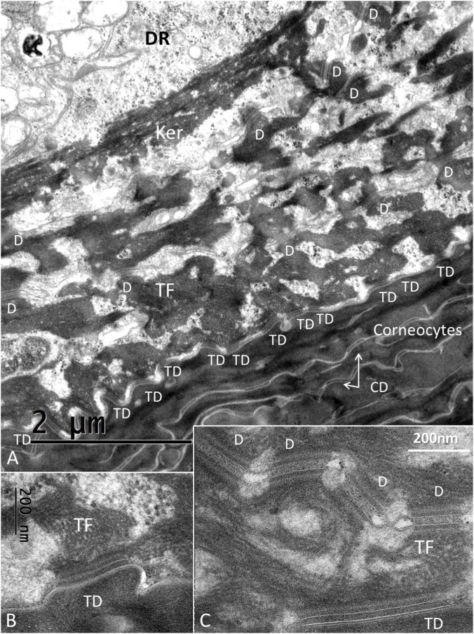 (A) TEM of the junction between the corneocyte and granular keratinocyte layers. The interphase is bordered by corneodesmosomes (CDs). Each tonofibril (TF) forms a complex lattice of keratin bundles connecting different keratinocytes (Ker) through desmosomes (D). These bundles form a mantle around the DR perimeter. (B) Higher magnification of a TD between a corneocyte and a keratinocyte. TFs extend from the desmosome into the cytoplasm. (C) TD and serially connected desmosomes between keratinocytes (Hitachi TEM system). Difference in structure between the inter-keratinocyte D and the TD is noticeable; the TD lacking a cytoplasmic plaque on the corneocyte side (abdominal skin). (Cuban crocodile (Crocodylus rhombifer; abdominal skin epidermis); FIGURE 3.)