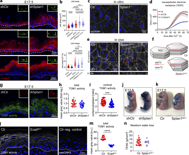 alphaII-spectrin regulates epidermal differentiation and barrier function. (a) Dorsal skin from shCtr and shSptan1-transduced E17.5 embryos immunolabeled for the basal layer marker K14, the differentiation marker K10, and the granular layer marker loricrin. Insets show the transduced cells (H2B-GFP+). (b) Quantification of cell area and shape of suprabasal shSptan1 K14+ and K14- cells in E17.5 embryos. Values of basal and suprabasal shCtr and basal shSptan1 are equal to Fig. 1 Lines: Mean values; dots: single cells pooled from 3 embryos with >100 cells for each condition. ****P < 0.0001 with Kruskal-Wallis, Dunn's multiple comparison test. (c) Immunofluorescence analysis for the TJ marker occludin in Ctr and Sptan1-/- primary keratinocytes differentiated for 48 h in high Ca2+. Representative example of three biological replicates each. (d) Transepithelial resistance (TER) measurements in Ctr and alphaII-spectrin knockdown keratinocytes after switching to high Ca2+. Line represent means over time of three biological replicates each. Representative experiment of n >10 biological replicates. (e) Newborn epidermal whole-mount immunofluorescence analysis for the TJ marker ZO-1, revealing impaired alignment of the upper old (red arrowheads) and the lower new TJ rings (blue arrowheads) in the granular layer 2 (SG2). Maximum projection of the granular layer. (f) Illustration of cell shapes and TJ organization in the SG2 of Ctr and Sptan1-epi-/- epidermis. (g) Dorsal skin sections from shCtr and shSptan1-transduced E17.5 embryos. Sections were processed for transglutaminase 1 (TGM1) activity assay. Upper Insets show the transduced cells (H2B-RFP+). (h) Quantification of TGM1 intensity from data shown in g. Data are the mean +/- SD of 30 ROI from n = 3 embryos per condition. Bars: mean normalized intensity; dots individual microscopy fields. *P = 0.0471 by unpaired t-test. (Figure 5..)