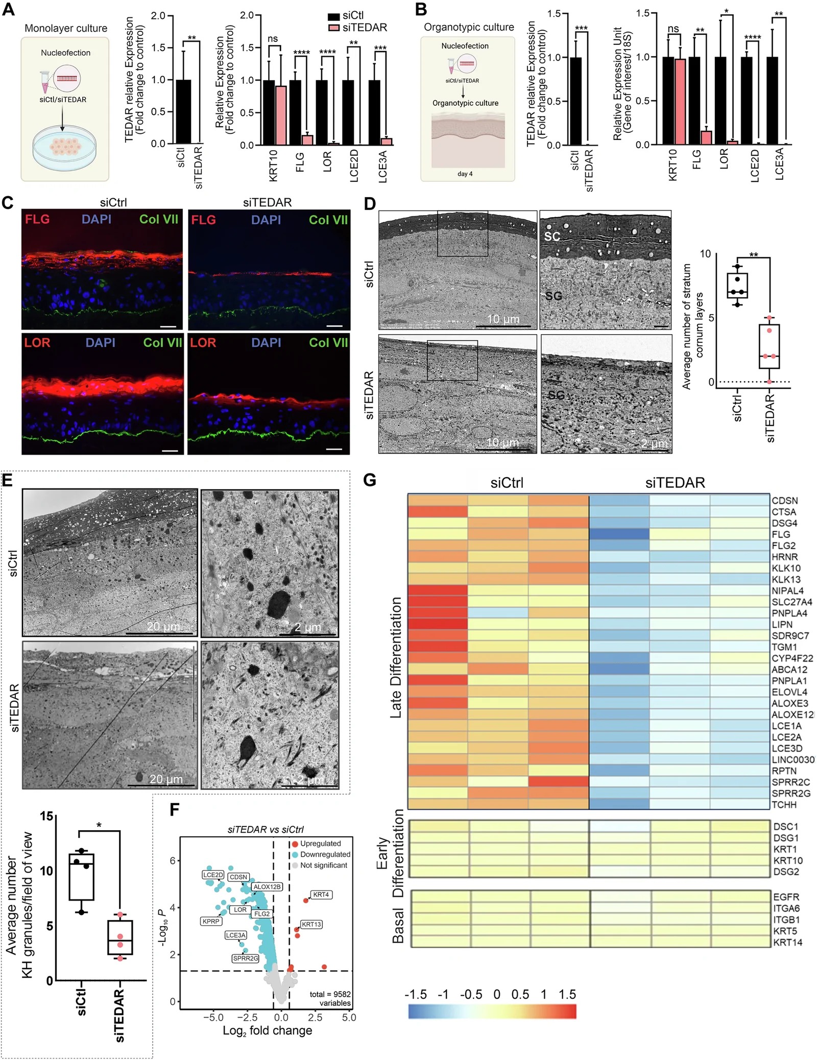 TEDAR is required for terminal keratinocyte differentiation and skin barrier formation. A qRT-PCR of differentiation markers in monolayer keratinocytes transfected with siControl or siTEDAR ( n = 3). B qRT-PCR of differentiation markers in 3D organotypic skin equivalents ( n = 3). C Immunofluorescence of Filaggrin (FLG) and Loricrin (LOR) in 3D skin models. Green: Collagen VII (basement membrane). Scale bars, 50 um. D Transmission electron microscopy (TEM) of stratum corneum (SC) and stratum granulosum (SG) in siControl and siTEDAR 3D skin models. Right: Quantification of the average number of SC layers per field of view ( n = 5). Scale bars: 10 um (low magnification), 2 um (high magnification). * P < 0.01 (Student's t-test). E TEM images showing keratohyalin (KH) granules in the stratum granulosum of siControl and siTEDAR 3D skin models. Bottom: Quantification of the average number of KH granules per field of view ( n = 5). Scale bars, 20 um (low magnification) and 2 um (high magnification). * P < 0.05 (Student's t-test). F Volcano plot of transcriptomic profiling data from TEDAR-depleted 3D skin models. G Heatmap of differentiation markers. Data are mean +/- SEM. * P < 0.05, ** P < 0.01, *** P < 0.001 (Student's t-test). (human (3D organotypic skin equivalents from human keratinocytes with siControl or siTEDAR lncRNA knockdown); Fig. 4.)