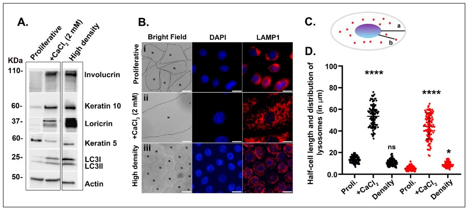 (A) Both high-calcium induction and high-density lead to differential expression of marker proteins compared to proliferative keratinocytes. Involucrin, Keratin 10, Loricrin, and LC3I/II were taken as differentiation markers, while Keratin 5 was included as a proliferative marker. (B(i)) Morphology of proliferative keratinocytes (passage 3) and perinuclear-restricted lysosomal structures. (B(ii)) Keratinocytes differentiated by high-calcium incubation (2 mM CaCl2) exhibit a significant increase in cell area and redistribution of lysosomes throughout the cytoplasm compared to proliferative keratinocytes. (B(iii)) High-density induced keratinocytes retain a cell size and lysosomal distribution pattern similar to proliferative cells. Scale bar = 10 um. N = nucleus. (C) Schematic representation of the measurement of half-cell length ('a') and lysosomal distribution as a distance from the nucleus ('b'). (Figure 1.)