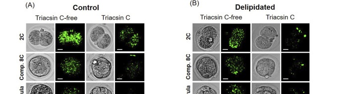 ACSLs' inhibition by Triacsin affects LD accumulation and embryo development. (A,B) LDs (BODIPY 493/503, green) among the four groups from the 2-cell stage to the morula stage. Images are representative of F1 embryos (at least n = 10 embryos per groups). Scale bars: 10 um.