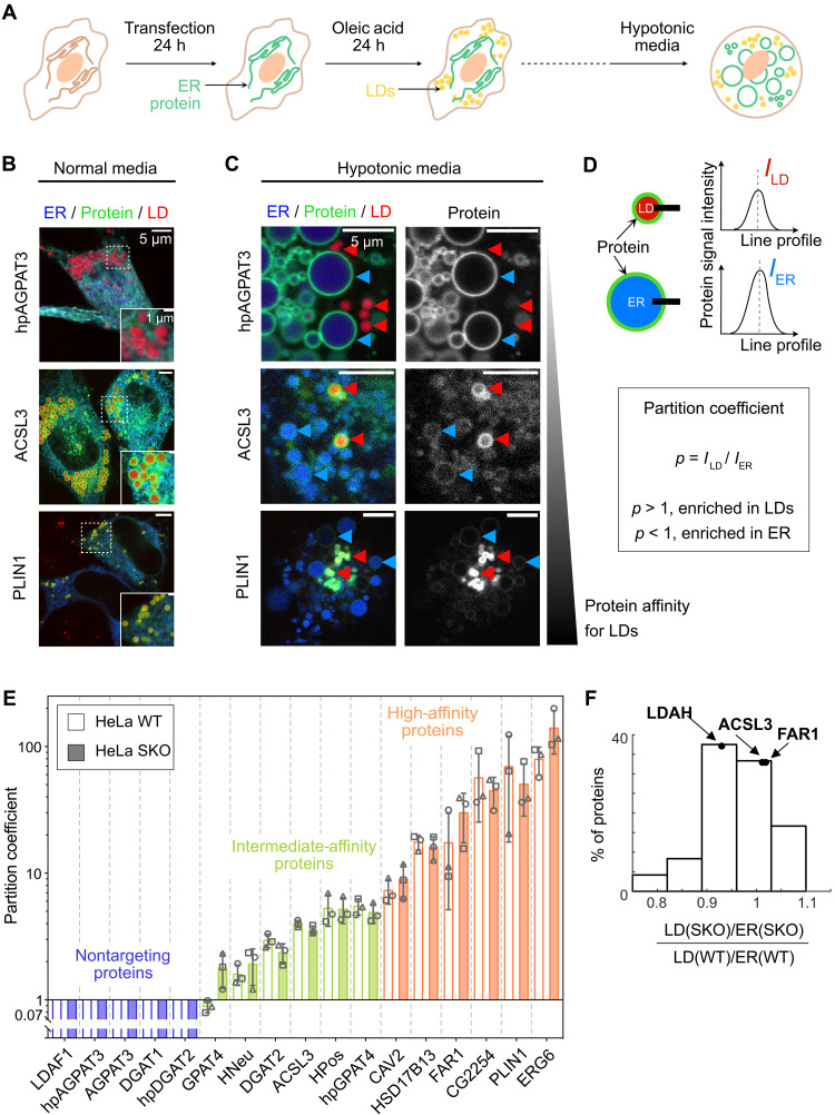 Class I proteins target LDs with a wide range of concentrations. ( A ) Schematic representation of the experimental protocol. HeLa cells are transfected with the protein of interest and an ER lumen marker for 24 hours. Cells are then exposed to OA (200 uM) for 24 hours and observed in the presence of an LD fluorescent reporter. h, hours. ( B and C ) Confocal microscopy images of cells transfected