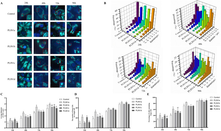 PLIN1a promoted the formation of large LDs in chicken preadipocytes. (A) Overexpression of PLIN1 protein isoforms influenced LD size in chicken preadipocytes. pCMV-HA empty vector (control) or different HA-tagged PLIN1 plasmids were transfected into PLIN1-KO cells. Representative images showing that PLIN1 protein isoforms promote the formation of large LDs. LDs were stained with BODIPY 493/503 (green) and nuclei were counterstained with DAPI (blue). Scale bar: 10 um.