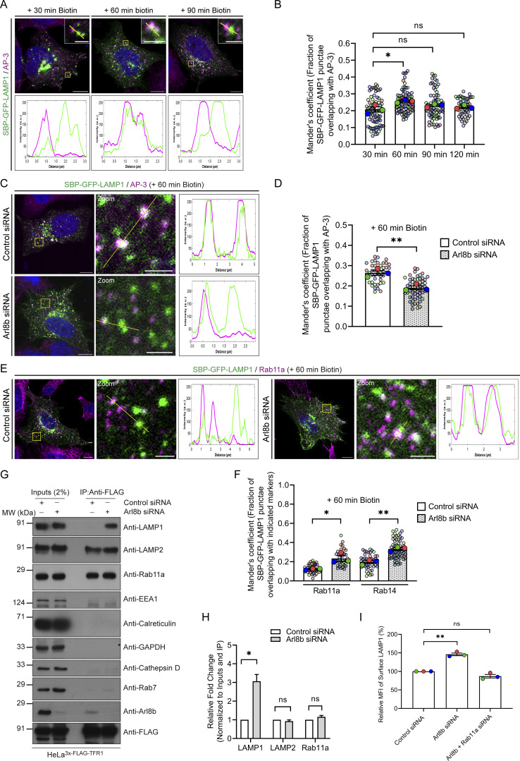 Arl8b depletion results in LAMP1 missorting to Rab11a-positive REs. (A) Representative confocal images of HeLa cells expressing SBP-GFP-LAMP1 (green) and stained for endogenous AP-3 (magenta) at the indicated time points after biotin addition. The line profiles indicate fluorescence intensity along the yellow lines for both channels: SBP-GFP-LAMP1 (green) and AP-3 (magenta). Scale bars: 10 um.