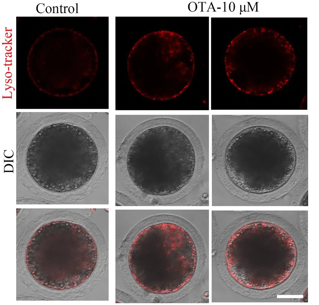 OTA induces aberrant accumulation of lysosomes in porcine oocytes. The fluorescence staining results of lysosome showed that the lysosome localization of treatment group was abnormal. Red, lysosome. Bar = 30 um.