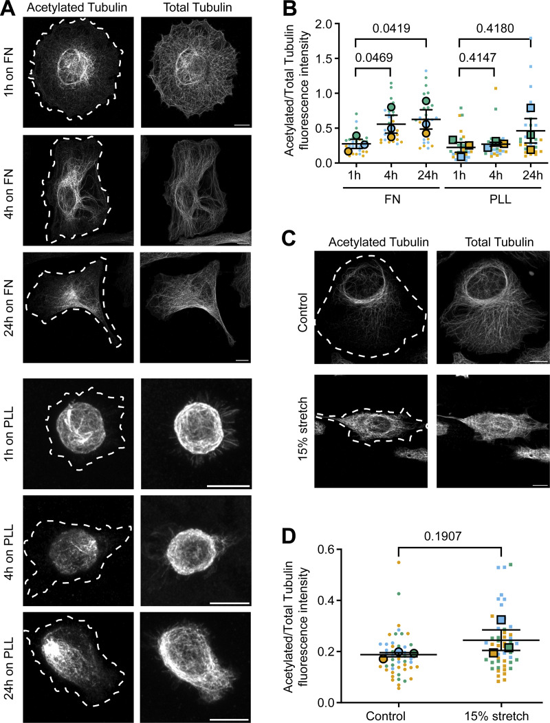 Cell spreading induces tubulin acetylation. (A) Representative confocal microscopy images of the acetylated and total α-tubulin fractions of fixed HeLa cells seeded for the indicated times on FN- or PLL-coated glass coverslips. Scale bars, 10 µm. Cell contours are indicated by dashed white curves. (B) SuperPlot showing individual cell measurements (small, light-colored symbols; N ∼10 per biologica