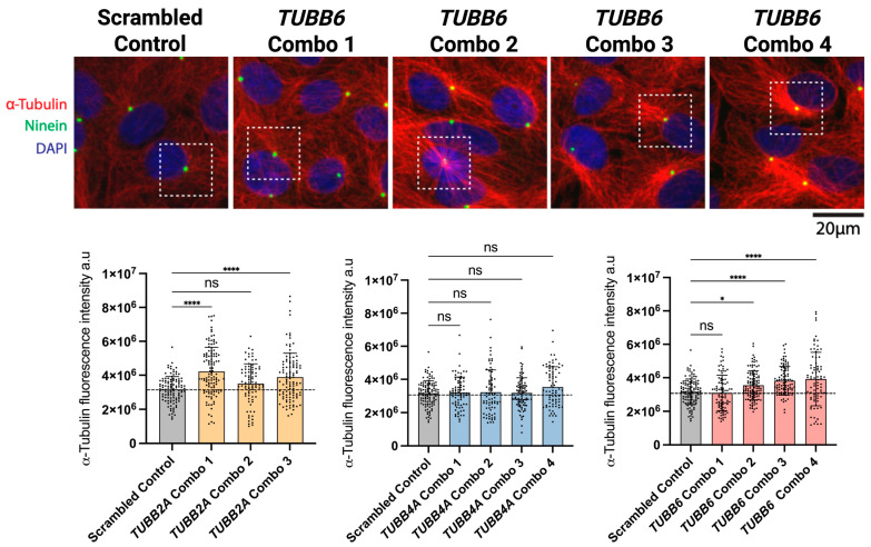 Microtubule intensity changes with CRISPRa combinatorial guide treatment in the TUBB G308S cell line. Representative images of the alpha-tubulin network are shown in red, with the ninein centrosomal marker in green. Scatter plot of fluorescence intensity of ninein; data are from three experiments and represented as mean +/- SD. Statistical significance was determined using ordinary one-way ANOVA. Homogeneity of variances was assessed using the Brown-Forsythe test and Bartlett's test. Ns, not significant (p > 0.05), (* p < 0.05, *** p < 0.001, **** p < 0.0001).
