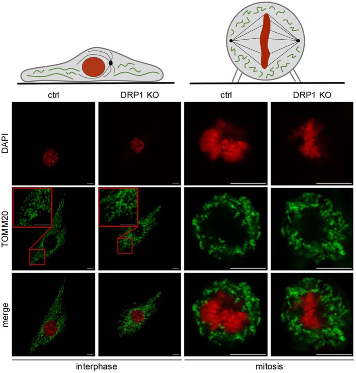 Cellular morphology during interphase and mitosis. Representative confocal images of ctrl and DRP1-KO MEF cells in interphase and mitosis, highlighting differences in cell shape, nuclear/chromosome morphology, and mitochondrial network topology. Cells were stained for DNA (DAPI, red) and mitochondria (TOMM20, green). Schematics shown above each cell cycle stage illustrate the corresponding cell architecture.