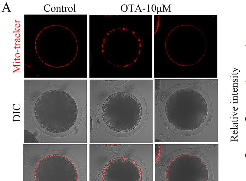 OTA causes mitochondria dysfunction in porcine oocytes. (A) Mitochondrial fluorescence signals of control group were significantly higher than that of treatment group. Red, mitochondria. Bar = 30 um.