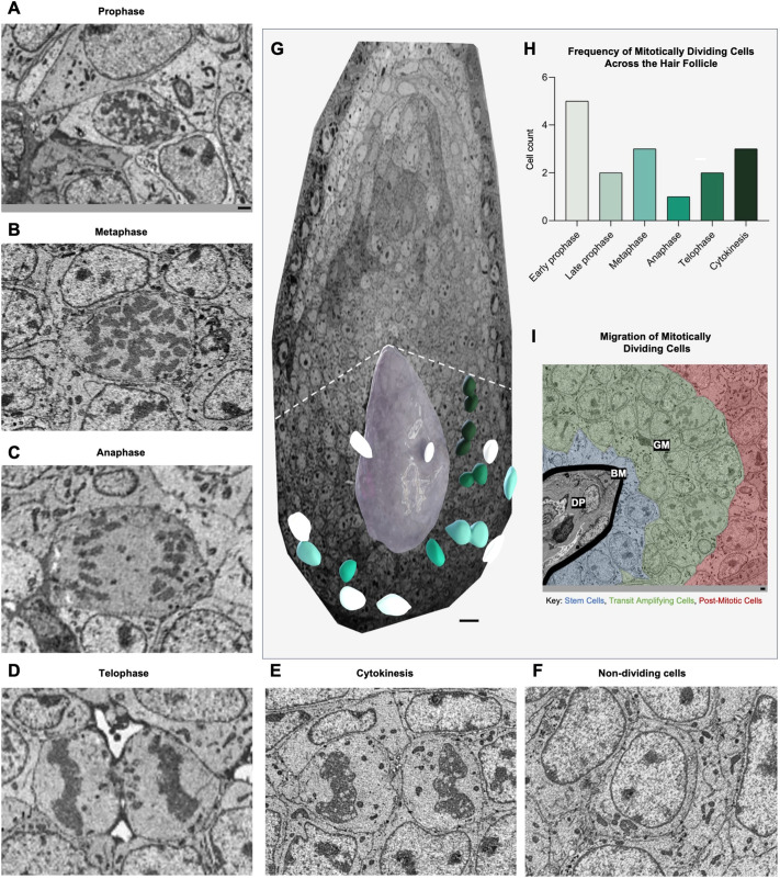 Dynamics of cell division and differentiation in HF regions. SBF-SEM was used to obtain all micrographs. Representative micrographs of cells during different mitotic phases: (A) prophase, (B) metaphase, (C) anaphase, (D) telophase and (E) cytokinesis. (F) Micrograph of non-dividing cells. (G) Mitotically dividing cells and the dermal papilla (DP, grey) superimposed on the z-stack. The green colour gradient indicates progression from prophase to cytokinesis. The white dashed line indicates the theoretical location of Auber's critical level. (H,I) Frequency (H) and migration (I) of mitotically dividing cells within a ovine HF. Data shown are from a single representative HF (one sheep, two separate hair follicles; see Fig. S3). The zones are as follows: DP, basement membrane (BM), and germinative matrix (GM). Cell types: stem cells (blue), transit amplifying cells (green) and post mitotic cells (red). Scale bars: 1 um (A-F,I); 10 um (G). (sheep (ovine hair follicle cells); Fig. 1, full figure (panels A-I; SBF-SEM micrographs of mitotic phases prophase to cytokinesis in ovine hair follicle).)