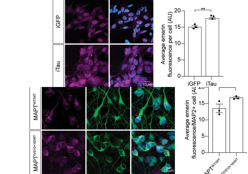 Emerin protein levels are elevated in two neuronal models of tauopathy. Significant increase in emerin in iTau neurons based on (A) immunofluorescence and (B) Western blotting after 1 week of retinoic acid-mediated neuronal differentiation and 24-hour doxycycline-mediated induction of tau or GFP expression. Significant increase in emerin in MAPT IVS10+16/WT iPSC-derived neurons after 8 weeks of differentiation based on (D) immunofluorescence and (E) Western blotting. Adapted: IF panels A and D extracted and stacked vertically; Western blot panels B and E and ddPCR panels C and F excluded. (human (iPSC-derived neurons and iTau neurons); Figure 2, panels A and D (IF panels only; WB panels B and E and ddPCR panels C and F excluded; rows 20-300 and rows 660-940 of full figure, stacked).)