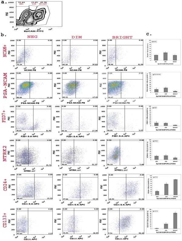 Immunohistochemical staining for stem cell markers in human fetal kidney (HFK) at 12, 13 and 18 weeks of gestation. Panel includes SIX2, NCAM1, FZD7, ACVR2B and NTRK2 staining in paraffin-embedded kidney sections. SIX2+ cells mark the cap mesenchyme (nephron progenitor population) in the developing metanephric mesenchyme. (human (fetal kidney 12-18 weeks gestation); Figure 3, a.)