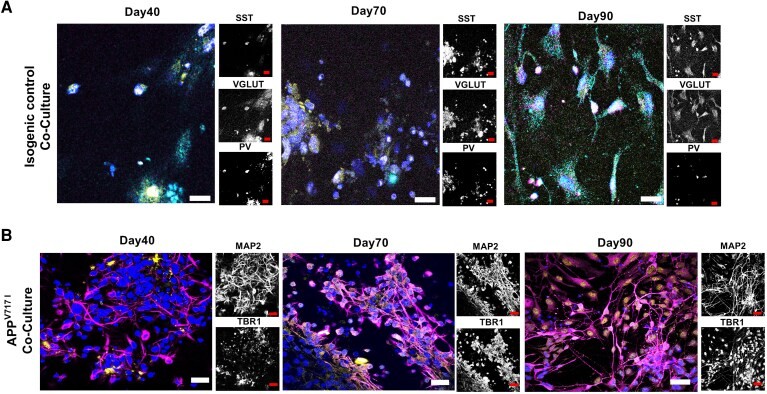 Excitatory and inhibitory cortical neurons form in cortical neuron co-cultures. Multiplex immunocytochemistry followed by Z-stack confocal microscopy images of cortical neuron co-cultures at distinct timepoints (Day 40, 70, 90). (A) VGLUT1 (glutamatergic neurons and their synapses), SST (somatostatin interneurons) and PV (parvalbumin interneurons). (B) MAP2 (neuronal dendrites) and TBR1 (cortical neurons). Scale bar = 50 μm, ×40 magnification. (human (iPSC-derived cortical neurons); Figure 4, full figure.)
