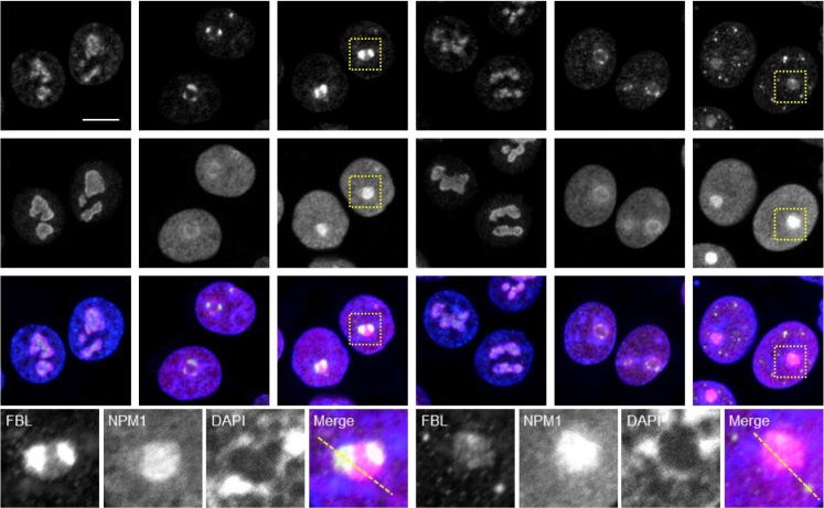 WT and p53 KO HCT116 cells were treated with or without DOXO (1 µg/mL) for 2 or 16 h. Confocal images of FBL (green), NPM1 (magenta), and DAPI-stained DNA (blue) are shown. (human (HCT116 colorectal carcinoma); Figure 1, confocal IF panels (rows 60-520 of figure); WT control and p53 KO conditions with and without doxorubicin treatment.)