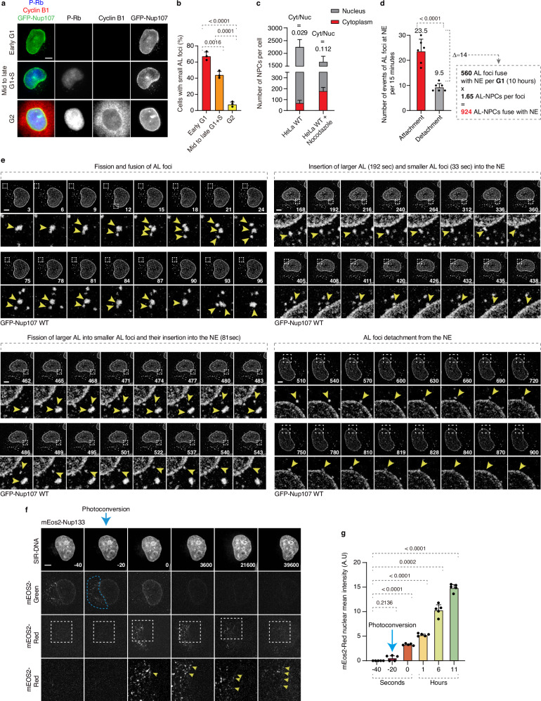 AL are dynamic and fuse with the NE during G1. a, b Representative images of asynchronously proliferating 2xZFN-mEGFP-Nup107 HeLa cells co-labeled with anti-p-Rb (blue) and anti-cyclin B1 (red) antibodies (a). The percentage of cells with Nup foci in p-Rb- and cyclin B1-negative cells (early G1), p-Rb-positive and cyclin B1-negative cells (mid- to late G1 and S phase), and p-Rb- and cyclin B1-positive cells (G2) was quantified (b). Scale bars, 5 μm.