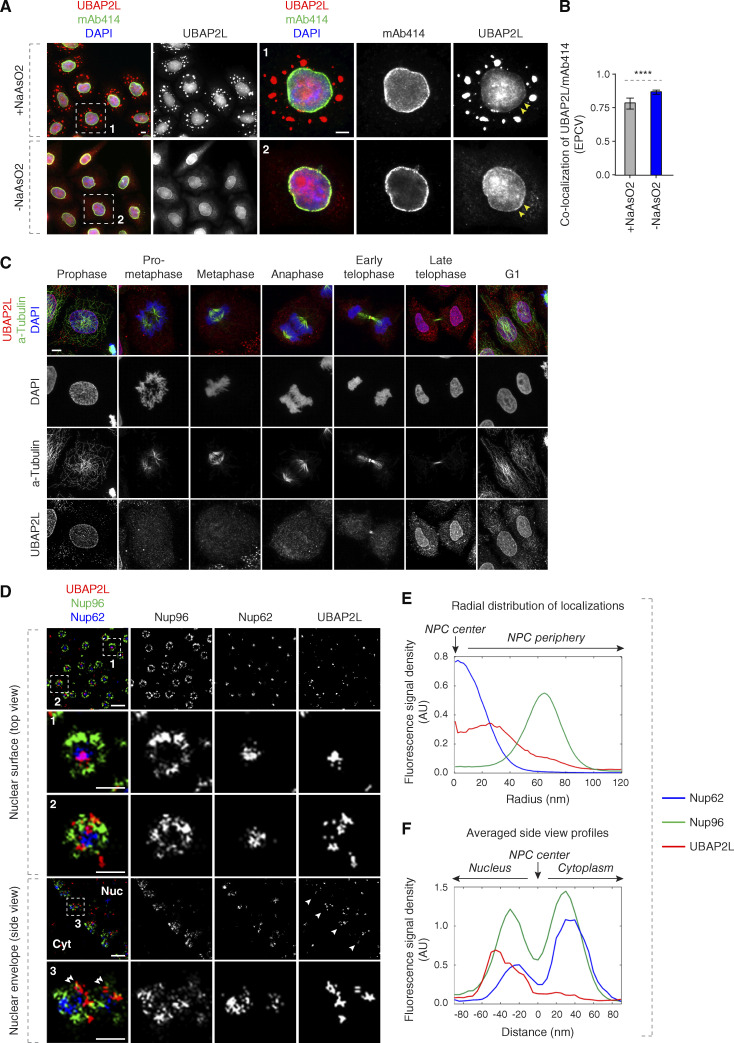 UBAP2L localizes to the NE and NPCs. (A and B) Representative images of the localization of UBAP2L and Nups in HeLa cells with/without NaAsO2 treatment shown by immunofluorescence microscopy with UBAP2L and mAb414 antibodies. Nuclei were stained with DAPI. The arrowheads indicate the NE localization of endogenous UBAP2L. The magnified framed regions are shown in the corresponding numbered panels.
