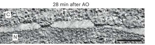 Acute import inhibition during mitotic exit increases NE spacing without affecting NPC diameter. e , Representative tomographic slice of the NE in HK WT cells under RanT24N condition at 28 min after AO. Scale bar, 200 nm.
