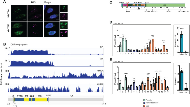 KMT2A and KMT2F bind to the human ribosomal DNA (rDNA) repeats. A. Immunofluorescence staining (IFS) of endogenous KMT2A and KMT2F is shown. U-2OS cells were co-stained with either KMT2A or KMT2F and nucleolar marker B23. DNA was counterstained with 4,6-diamidino-2-phenylindole (DAPI, blue). Scale bar, 5 um. The highlighted box is shown as a zoomed-in image on the right.