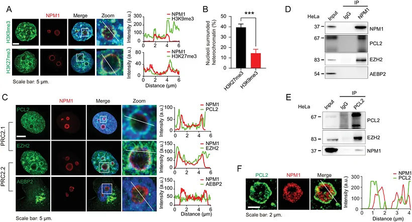NPM1 colocalizes and interacts with the PRC2.1 subcomplex. (A) Left panels: Subcellular localization of H3K27me3 or H3K9me3 (green), NPM1 (red), and DAPI (blue) in HeLa cells is shown in the representative immunofluorescence (IF) images. Right panels: intensity profiles of NPM1, H3K27me3 and H3K9me3 correspond to the zoomed regions (white rectangle) indicated by white lines crossing the nucleolus in the left panels. Y-axis: intensity, arbitrary units (au); X-axis: distance (um).