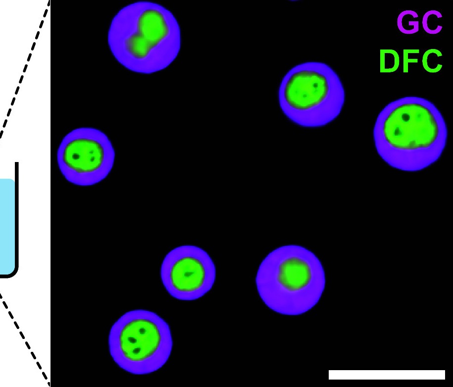 Multiple nucleoli in a Xenopus laevis oocyte germinal vesicle by confocal microscopy, the granular component labeled with NPM1-RFP (magenta) and the dense fibrillar component with FIB1-eGFP (green). Scale bar 15 um.
