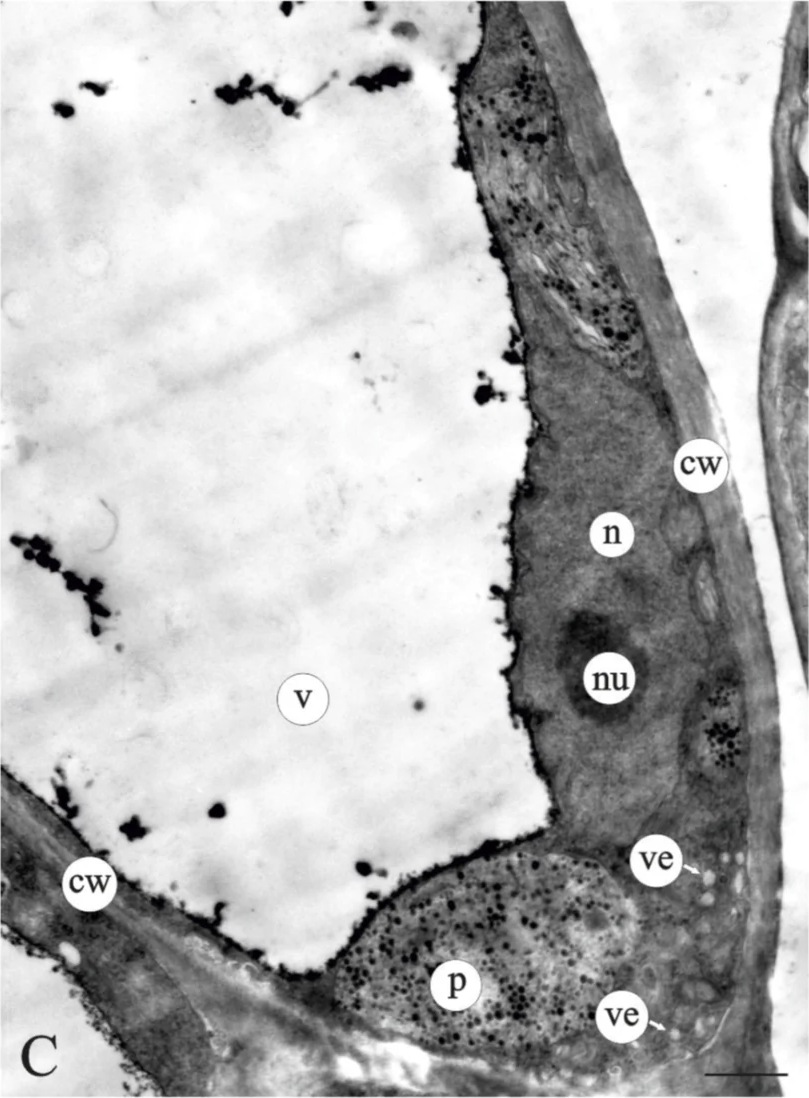 A Myosotis sylvatica trichome cell by TEM, second day of flowering, with a labeled nucleus (n), nucleolus (nu), vacuole (v), cell wall (cw) and plastid (p). Scale bar 2 um.
