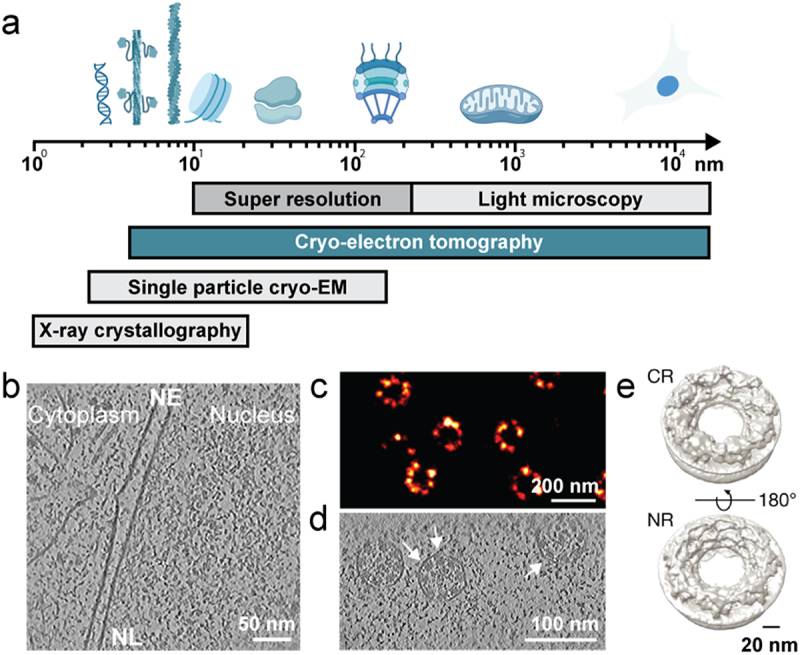 Bridging scales of resolution by combining variety of imaging modalities.