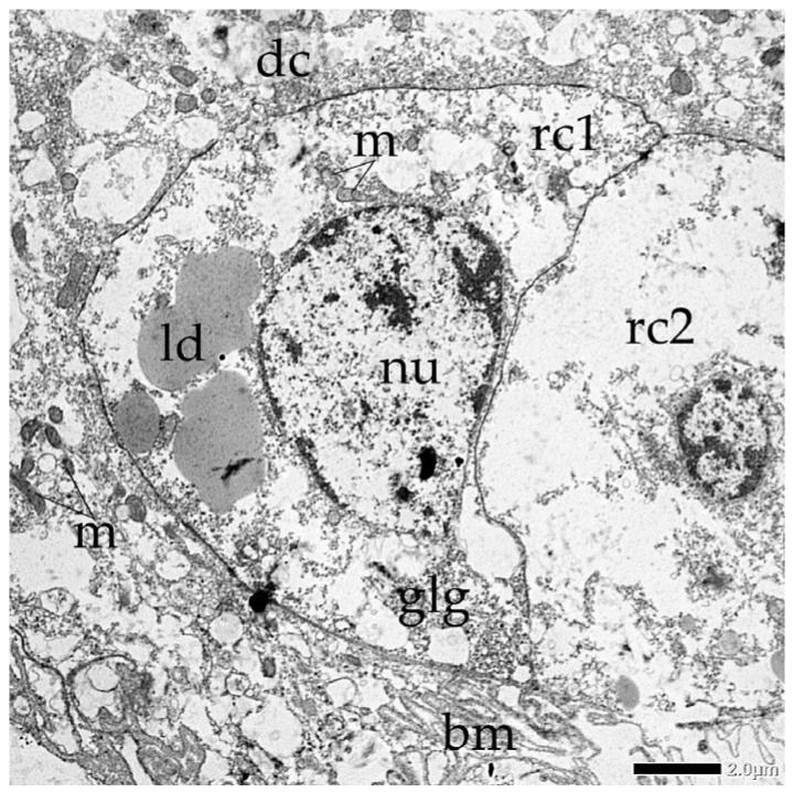 Transmission electron micrographs (TEM) of two daughter regenerative cells (rc1 and rc2) after symmetrical division: nu (nucleus), glg (glycogen granules), ld (lipid droplet), m (mitochondria), dc (digestive cells), bm (basal membrane).