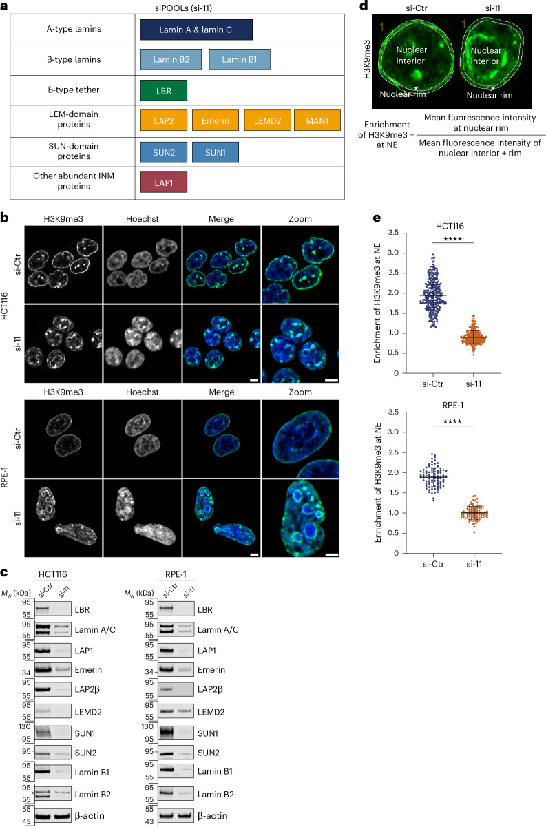 H3K9me3-stained heterochromatin is detached from the nuclear periphery of human cells upon depletion of eight INM proteins and the nuclear lamins. a , The selected set of 12 NE factors and their corresponding categories (lamins: lamin A, lamin C, lamin B1 and lamin B2; INM proteins: LBR, LAP2, emerin, LEMD2, MAN1, SUN1, SUN2 and LAP1) targeted by a combination of siPOOLs to assess heterochromatin tethering at the nuclear periphery by immunofluorescence.
