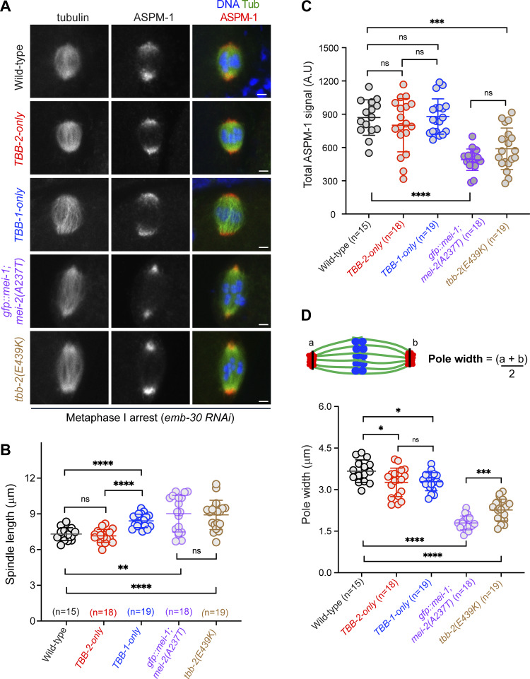 beta-tubulin isotype composition differentially affects meiotic spindle morphology. (A) Representative IF images of metaphase I-arrested spindles illustrating length differences for the indicated genotypes; scale bar = 2.0 um. (The tbb-2(E439K) strain is wild type at the tbb-1 locus). (B) Quantification of spindle length measurements. (C) Quantification of ASPM-1 pole-associated signal. (D) Quantification of pole widths, with schematic depicting how pole widths were measured. For Fig. 5, B-D, n = number of spindles analyzed, error bars indicate SD. Data were analyzed using two-tailed Mann-Whitney test; ns, not significant; *P < 0.05; **P < 0.01; ***P < 0.001; ****P < 0.0001. IF, immunofluorescence. (Figure 5..)