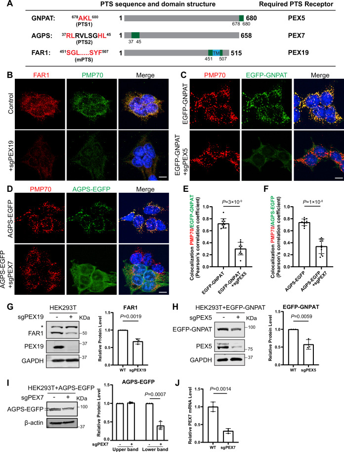 Peroxisomal targeting of GNPAT, AGPS, and FAR1 depends on PEX5, PEX7, and PEX19, respectively. (A) Schematic representations of GNPAT, AGPS, and FAR1 proteins. Peroxisomal targeting sequences and their positions within each protein are highlighted in red and green. The corresponding peroxisomal-targeting receptors are also indicated. (B) Immunofluorescence images of endogenous FAR1 and PMP70 in WT and PEX19 KO HEK293T cells. Scale bar: 10 µm. (C) Localization of EGFP-GNPAT and endogenous PMP70 in WT and PEX5 KO HEK293T cells. Scale bar: 10 µm. (D) Localization of AGPS-EGFP and endogenous PMP70 in WT and PEX7 KO HEK293T cells. Scale bar: 10 µm. (E, F) Pearson's coefficient analysis of co-localization between EGFP-GNPAT and PMP70 in (C), and between AGPS-EGFP and PMP70 in (D). (G to J) Western blot and expression analyses of FAR1, EGFP-GNPAT, AGPS-EGFP and PEX7.