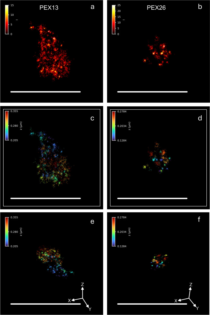 Super-resolution fluorescence microscopy (MINFLUX microscopy) of peroxisomal membrane protein distribution in mammalian cells. HEK293 cells were transfected with EGFP-PEX13 (a, c, e) or EGFP-PEX26 (b, d, f) and labelled with GFP-nanobodies coupled to Alexa-Fluor 647. A single peroxisome is shown. a, b Two-dimensional projection of a 3D MINFLUX recording. The colour code indicates the number of localisations (counts). c, d Z-colour-coded 3D recordings. e, f 3D presentation, rotated. The colour code indicates the Z-position. Scale bars 500 nm. (human (HEK293); Fig. 3, full figure (all panels a-f; EGFP-PEX13 left column, EGFP-PEX26 right column).)