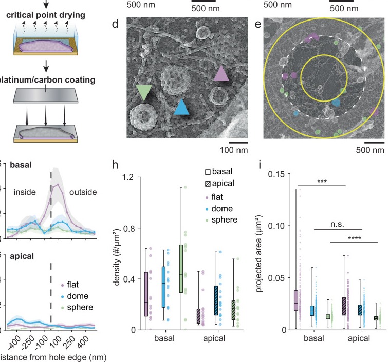 An isolated HSC-3 cell basal plasma membrane on an R2/1 Quantifoil grid, imaged by platinum replica electron microscopy. The inset shows an enlarged view of the white dashed square area. Structural classes of clathrin are color-coded. (human (HSC-3 cells); Fig. 2b.)