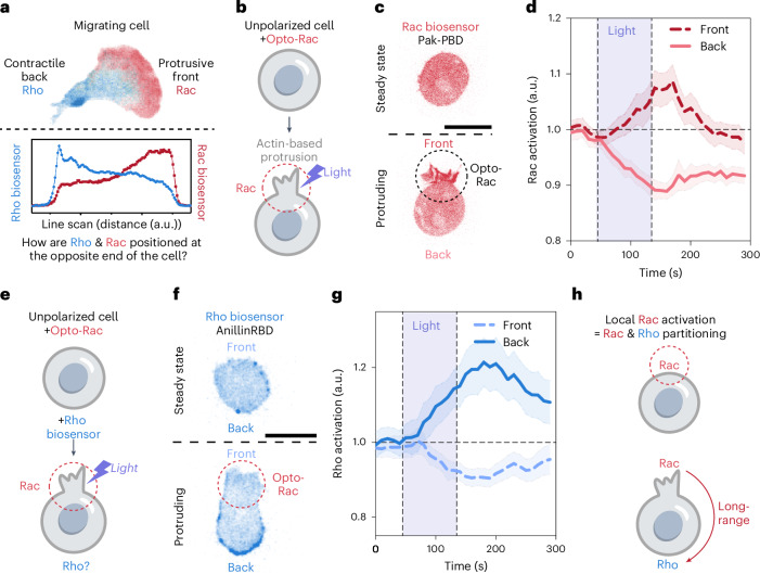 Local Rac activation stimulates long-range RhoA activation at the opposite side of the cell. a , Confocal image and associated line-scan of a migrating neutrophil-like HL-60 cell expressing the polarity biosensors for Rac (Pak-PBD) and Rho (AnillinRBD). In migrating cells, Rac and Rho localize to the protruding cell front and contracting cell back, respectively. Here we sought to investigate how Rac and Rho are appropriately positioned at the opposite poles of a migrating cell.