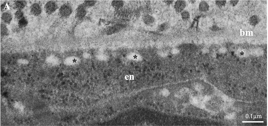 Basal cell membrane of an endothelial cell in a sea snake's peripheral spectacle by TEM, with regularly spaced areas of reduced electron density (asterisks) against the basement membrane. Scale bar 0.1 um.