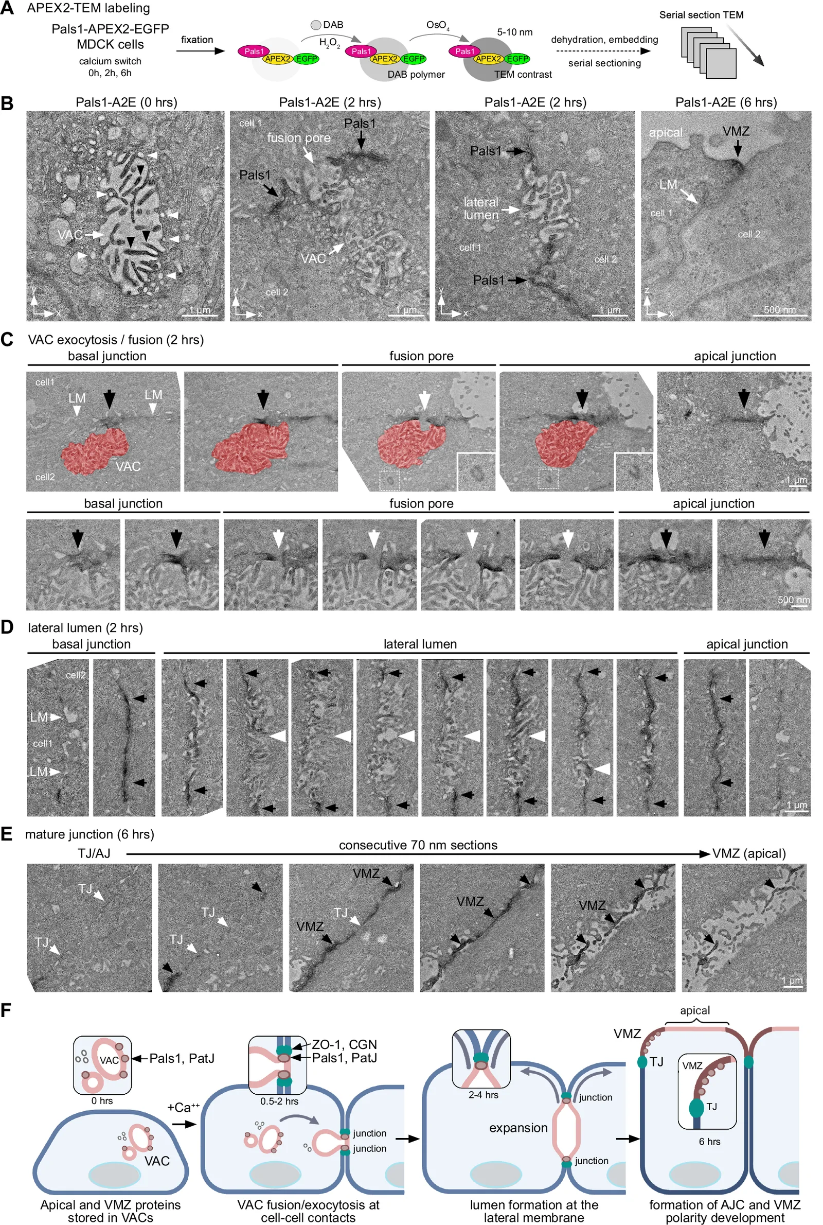 Ultrastructural analysis of VAC exocytosis and lateral lumen formation. A Principle of APEX2-TEM labeling. A brief (2-5 min) incubation of fixed cells with diaminobenzidine (DAB) and hydrogen peroxide (H2O2) results in the deposition of a DAB polymer that upon binding to OsO4 produces an electron-dense stain. B APEX2 TEM labeling of Pals1-A2E at different time points of the calcium switch assay. White arrowheads indicate small vesicles close to VACs, black arrowheads indicate enhanced contrast of microvilli inside the VACs produced by APEX2 labeling. LM = lateral membrane. C Serial section TEM of a VAC fusion event with the lateral membrane.