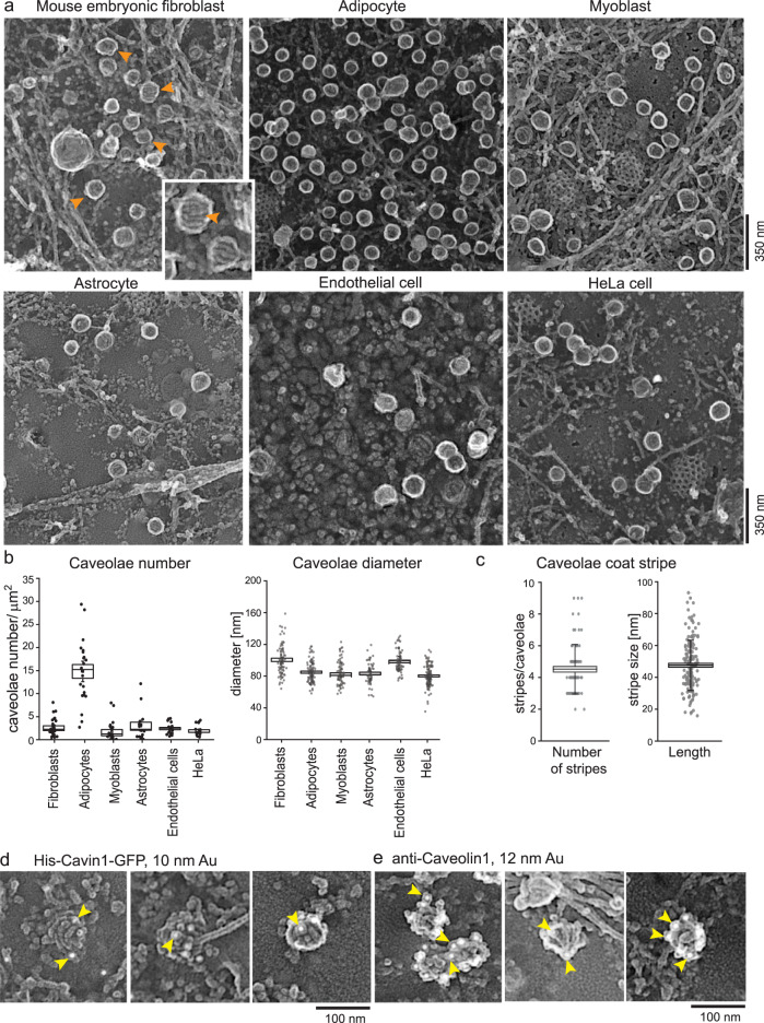 Overview of caveolae at the plasma membrane in various cell types. (a) Representative platinum replica transmission electron microscopy (PREM) images of plasma membrane sheets of different cell types. The images are presented in an inverted scale. Orange arrows indicate individual caveolae. (b) Caveolae number and diameter were measured in all cell types (n(fibroblasts) = 26, n(adipocytes) = 22, n(myoblasts) = 22, n(astrocytes) = 17, n(endothelial cells) = 21, n(HeLa) = 19; diameter: n(fibroblasts, MEFs) = 82, n(adipocytes) = 95, n(myoblasts) = 83, n(astrocytes) = 64, n(endothelial cells, HUVEC) = 70, n(HeLa) = 118, 2 independent experiments). Box plots represent median values, bounds of box represent ± SE, whiskers show SD, each replicate is depicted. (c) Number of single coat stripes per caveolae (MEF, n = 79), and stripe length in nm (n = 162) of single coat stripes. (d, e) Identification of cavin1 (d) or caveolin1 (e) in PREM of MEFs. His-Cavin1-EGFP was expressed in MEFs and 10 nm Ni-NTA nanogold was used to label His tags. Caveolin1 was investigated by immunolabeling and 12 nm gold secondary antibody. Yellow arrows indicate gold particles (2 independent experiments). (human (HUVEC endothelial cells and HeLa cells in panels a–b; panels d–e use MEFs); Figure 1, full figure (panels a–e).)