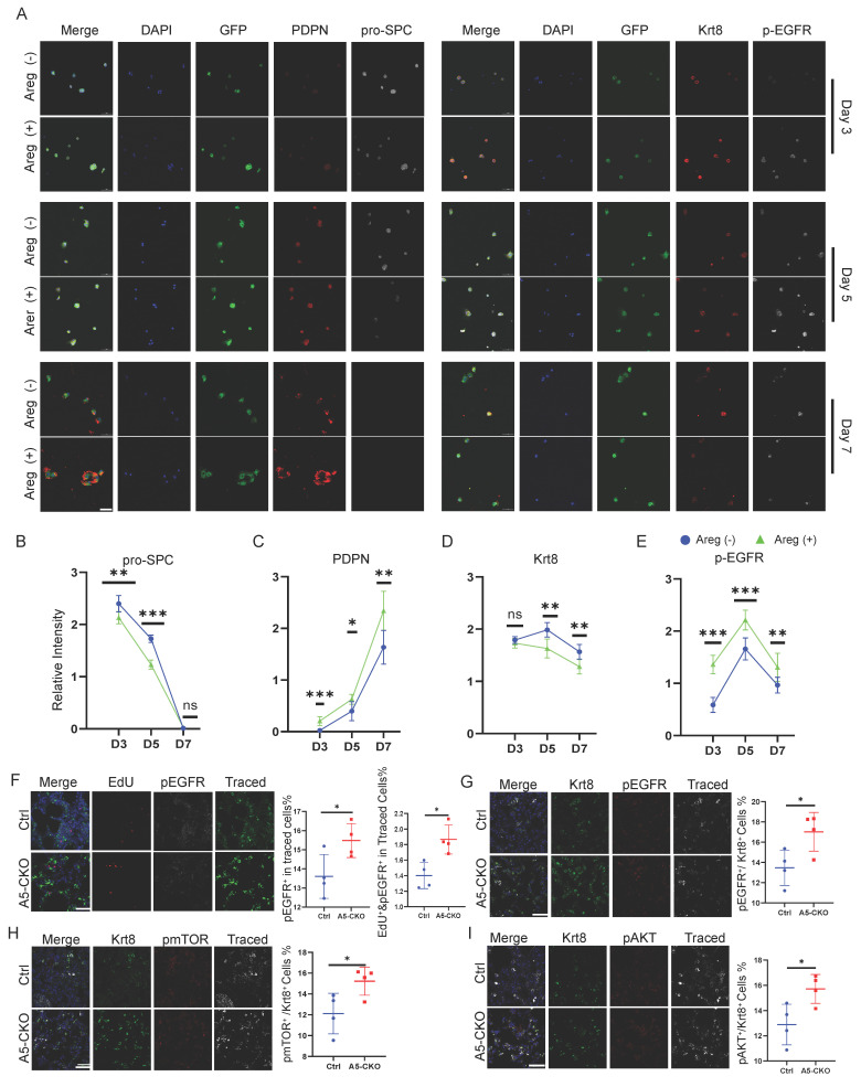 Areg activates EGFR and accelerates AT2 proliferation and differentiation. (A) Immunofluorescence staining of 2D-cultured AT2 cells treated with recombinant AREG and collected at days 3, 5, and 7. GFP marks lineage-labeled AT2-derived cells. Left panels show staining for the AT1 marker PDPN and the AT2 marker pro-SPC. Right panels show staining for the transitional AT2 (PATS) marker Krt8 and phosphorylated EGFR (p-EGFR), indicating EGFR pathway activation. Scale bars, 50 um. (B-E) Quantification of marker expression corresponding to (A): (B) pro-SPC (AT2 marker), (C) PDPN (AT1 marker), (D) Krt8 (transitional AT2/PATS marker), (E) p-EGFR (EGFR pathway activation). All values are presented as mean +/-SD; *p < 0.05, **p < 0.01, ***p < 0.001; nonsignificant (NS) (unpaired, two-tailed Student's t-test). (F) Immunofluorescence staining of lung sections on day 14 after bleomycin injury. EdU (red) labels proliferating cells, p-EGFR (white) marks EGFR activation, and Traced (green) indicates lineage-labeled AT2 cells. (G-I) Immunofluorescence staining and quantification of p-EGFR (red), p-mTOR (red), and p-AKT (red) activation in transitional AT2 cells (Krt8+, green) following bleomycin injury. Traced (white) marks lineage-labeled cells. Scale bars, 50 um. Data are presented as mean +/-SD from n = 4 mice per group; analyzed by Two-tailed unpaired Student's t test, *P < 0.05. (mouse (lineage-traced Alkbh5 conditional knockout and control AT2 cells; 2D culture and bleomycin lung injury model); Figure 5.)