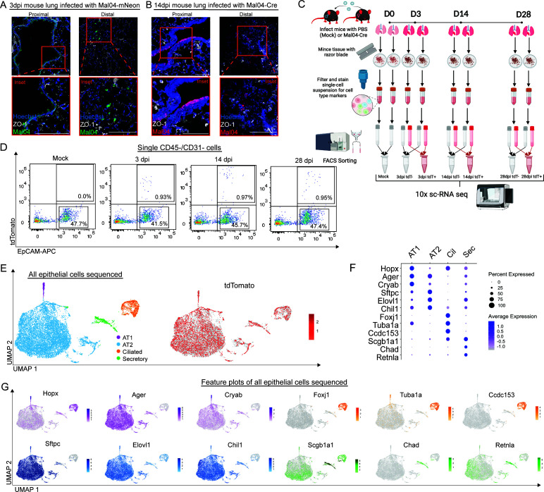 Distal airway epithelial cells can survive infection by Mal04 and be identified using scRNA-seq. A) Confocal microscopy of the 3dpi lung section infected with Mal04-mNeon (green) and stained with Hoescht 33342 (blue) and ZO-1 (white) to define cell boundaries. B) Confocal microscopy of 14 dpi lung section infected with Mal04-Cre (red) and stained with Hoescht 33342 (blue) and ZO-1 (white). C) Diagram of 10x sc-RNA seq experiment cell collection and processing (n = 8, 2 mice were pooled for each time point). D) Representative flow cytometry of survivor cells collected at the indicated time points following Mal04-Cre infection in Cre-inducible tdTomato reporter mice. E) UMAP dimensionality reduction plot showing all epithelial cells sequenced. Clusters were identified using specific cell type markers. F) Dot plot displaying the expression of specific cell type markers used to determine cell type clusters in FIG. 1E. G) Feature plots of genes displayed in FIG. 1F. Clusters are colored based on their cell type determined by the expression of specific cell type markers. All scale bars = 100 um. (Fig 1.)