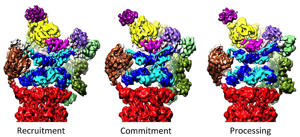 Three major conformational states of the 26S proteasome determined by electron cryomicroscopy. The copy beside this is drawn in one fixed conformation; the complex actually moves between states, and that motion is what this figure is about.
